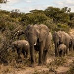 Elephants Reported Roaming in Omusati as Officials Monitor Situation