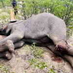 Three Arrested Over Illegal Elephant Shooting After Woman Killed in Tsandi
