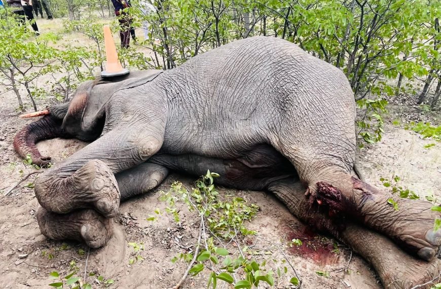 Three Arrested Over Illegal Elephant&hellip;
