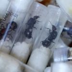 Chinese National Arrested in Kenya With Over 2,000 Live Ants Hidden in Luggage