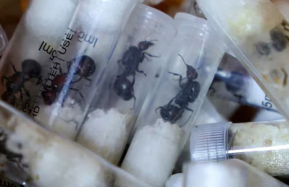 Chinese National Arrested in Kenya With Over 2,000 Live Ants Hidden in Luggage 1 FB IMG 17733249007562