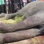 Teacher Injured After Elephant Attack Near Katima Mulilo