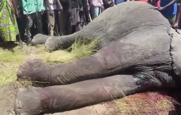 Elephant attack teacher in near Katima Mulilo 
