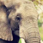 Elephants Invade Farm in Kaenda Village