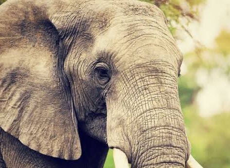 Elephants Invade Farm in Kaenda Village 1 1001002318