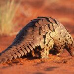 Man Arrested for Alleged Possession of Pangolin Skins Valued at N$100,000