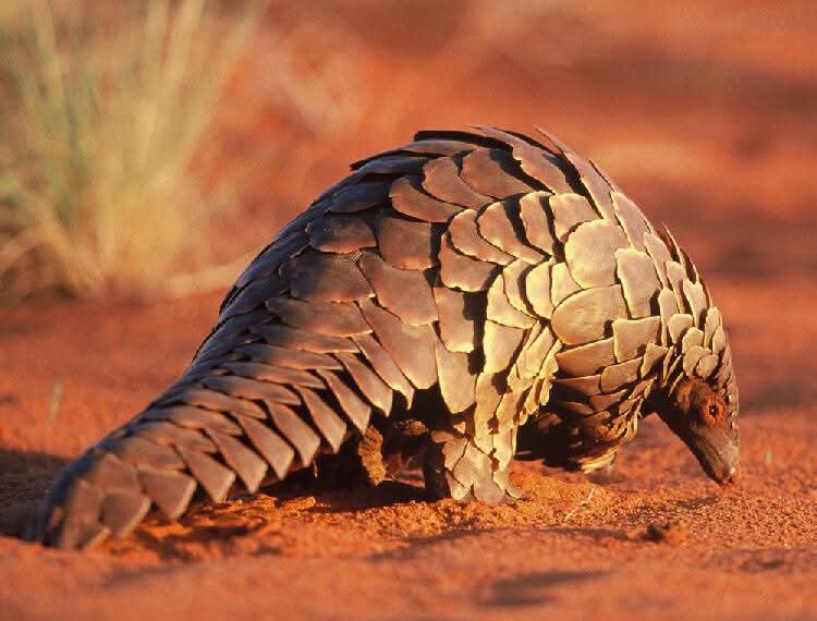 Man Arrested for Alleged Possession of Pangolin Skins Valued at N$100,000