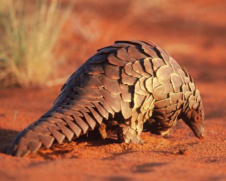 Man Arrested for Alleged Possession of Pangolin Skins Valued at N$100,000