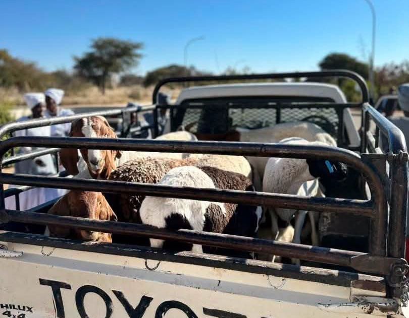Miss Namibia and Miss Teen Namibia 2026 winners to receive livestock gifts 2 1001223851