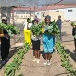 Ongwediva Community Garden Records Second Harvest as Food-Security Initiative Gains Momentum