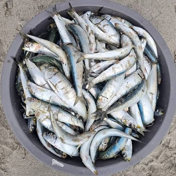 Henties Bay warns public against eating or selling sea-caught fish