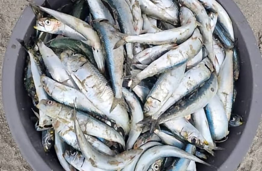Henties Bay warns public against eating or selling sea-caught fish