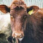 Foot and Mouth Disease