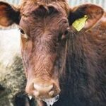 Foot and Mouth Disease