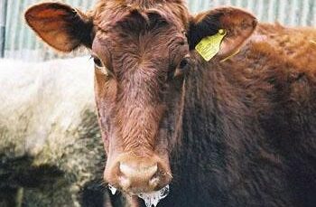 Foot and Mouth Disease