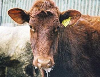 Namibian Government Introduces Nationwide Livestock Restrictions After Foot and Mouth Disease Case 7 Foot and Mouth Disease